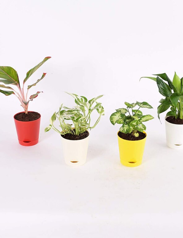Indoor Plants For Home With Pot - Money Plant N Joy, Syngonium Mini, Aglaonema Red, Peace Lily